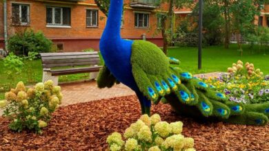 Photo of Что такое foisoare и их значение в ландшафтном дизайне